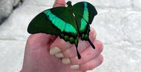 Papilonia - butterflies house foto